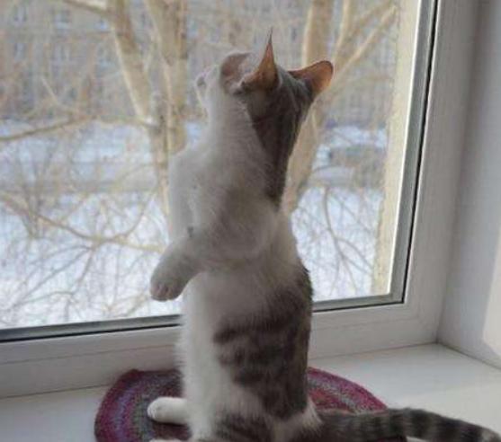 猫咪总是看窗外是什么原因呢,猫咪盯着窗外看