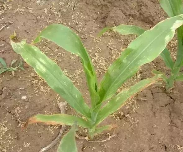 玉米苗后除草剂药害解决方法,前茬除草剂药害咋办