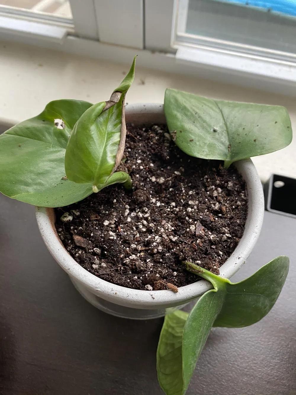 绿萝刚长出来的叶子卷曲怎么回事,水培绿萝的叶子为什么卷曲不舒展