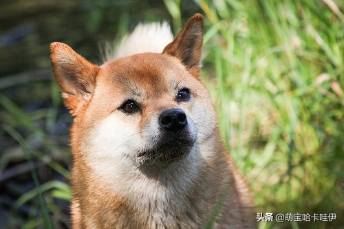 狗狗尿不出来尿血怎么回事,狗狗有尿但是不在尿垫上尿怎么办