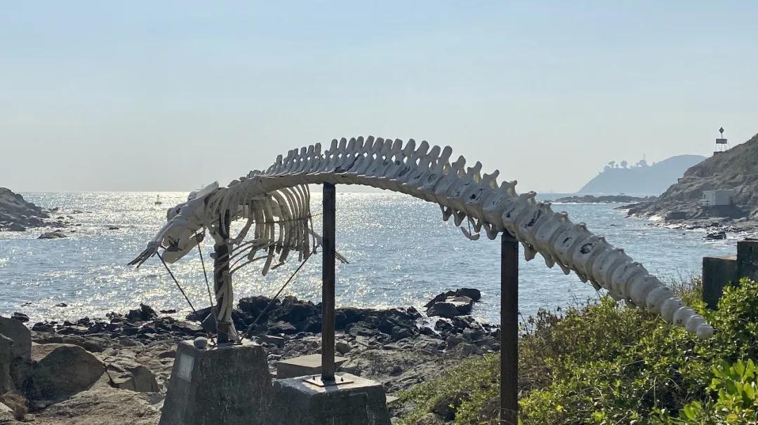 香港必打卡十大景点,香港必打卡的地方