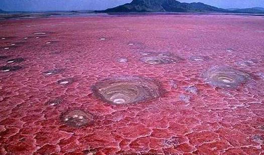 世界上粉色海滩,世界上的粉色沙滩在哪