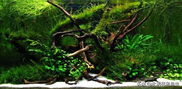 水草基本种植法,生态缸水草种植