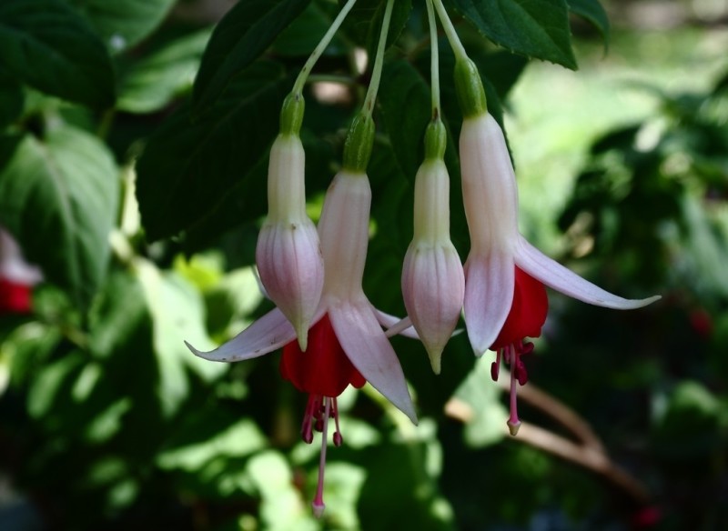 惊艳倒挂金钟,惊艳倒挂金钟图片