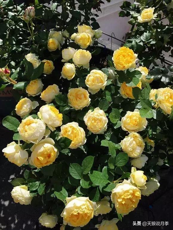 露台打造花海,她用10年改造庭院