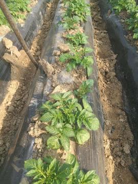 马铃薯免耕栽培技术视频,马铃薯高产栽培技术的参考文献