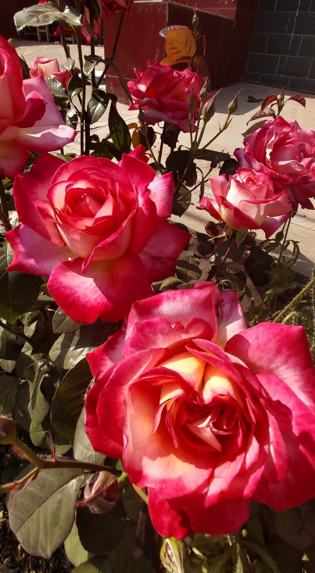 农村房子空地小花园,农村自建房院子种满花草