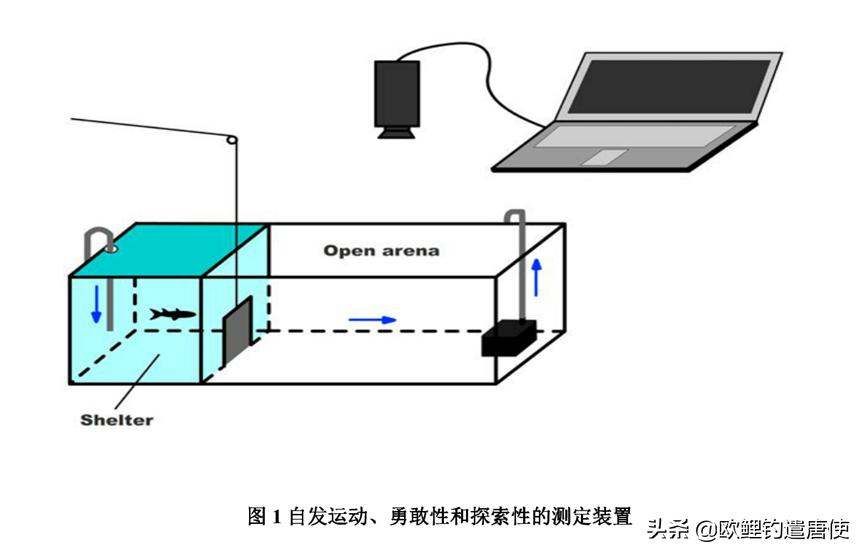 为什么鲤鱼比鲫鱼难钓,为什么鲫鱼这么难咬钩