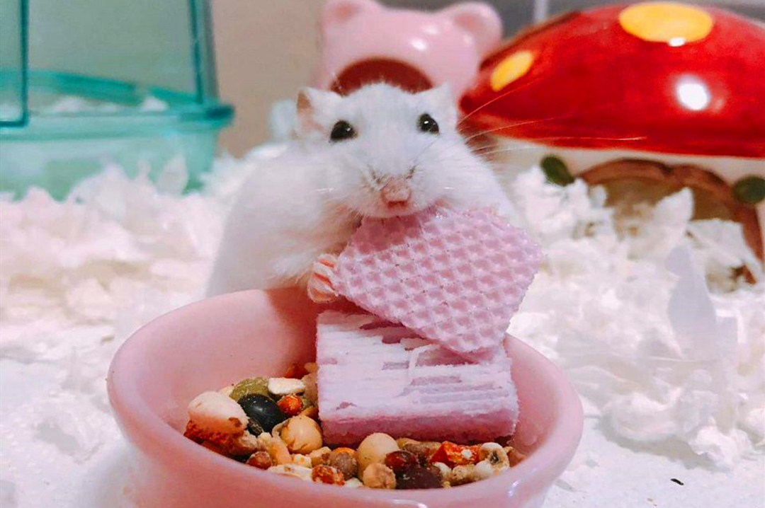 仓鼠布丁和银狐都吃些什么,仓鼠银狐怎么挑食的呢图片