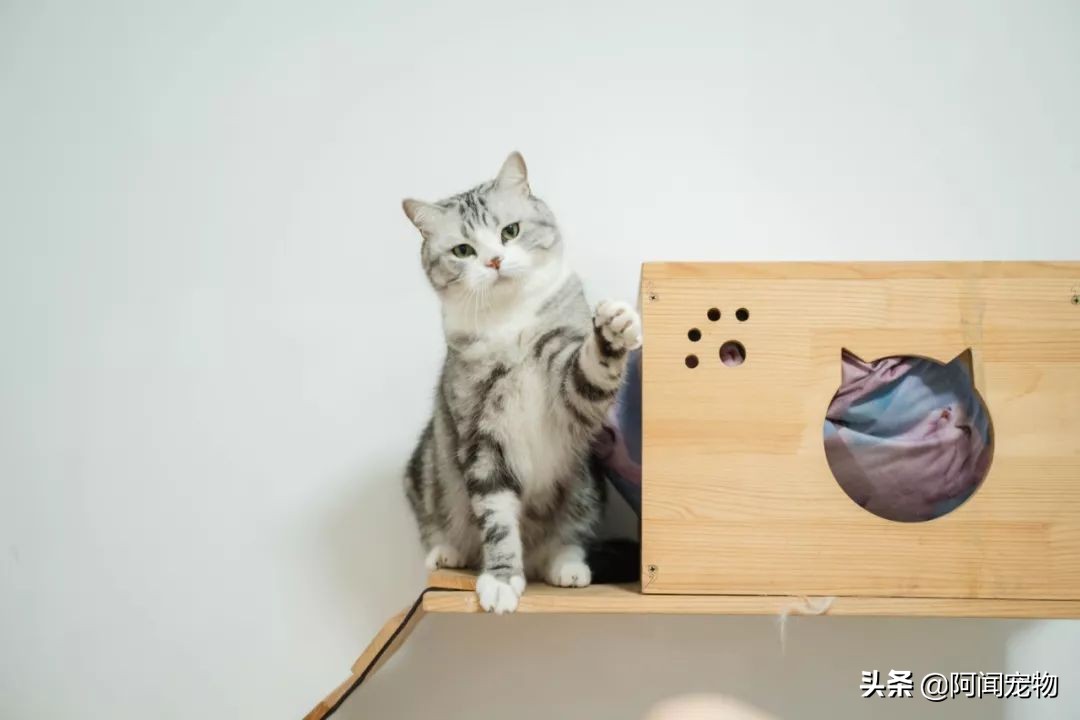 看完猫你还想养吗,养猫咪怎么最省钱也能吃好
