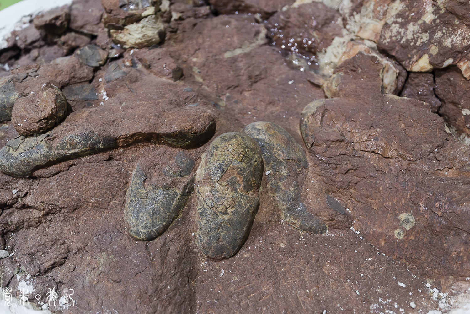 莱阳白垩纪国家森林公园,莱阳白垩纪公园