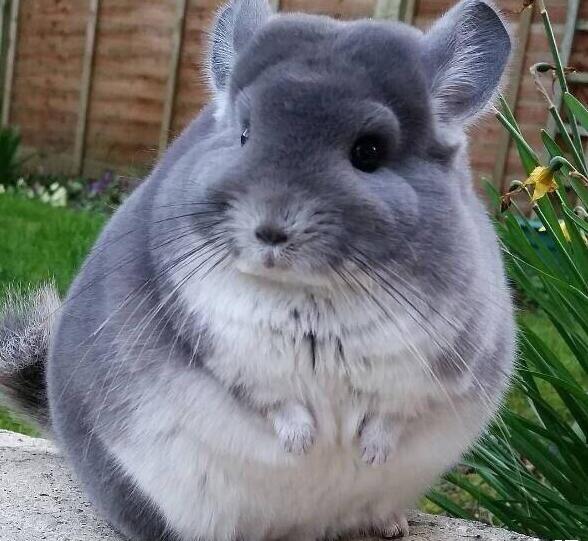 龙猫多少钱一只可以买,龙猫的价格主要取决于什么