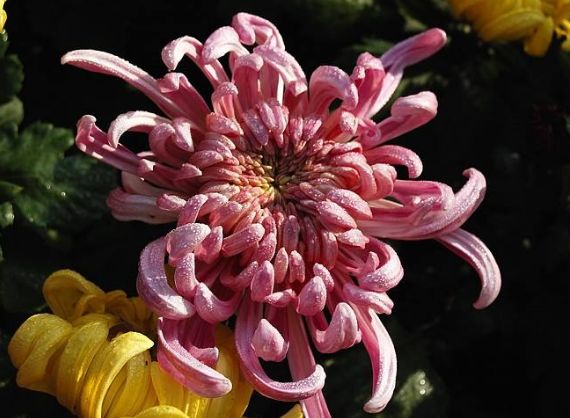 肛门塞异物很刺激？医生忙说：别乱来，快感之后全是悲伤