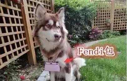 胡歌养的5只什么猫,胡歌的宠物猫