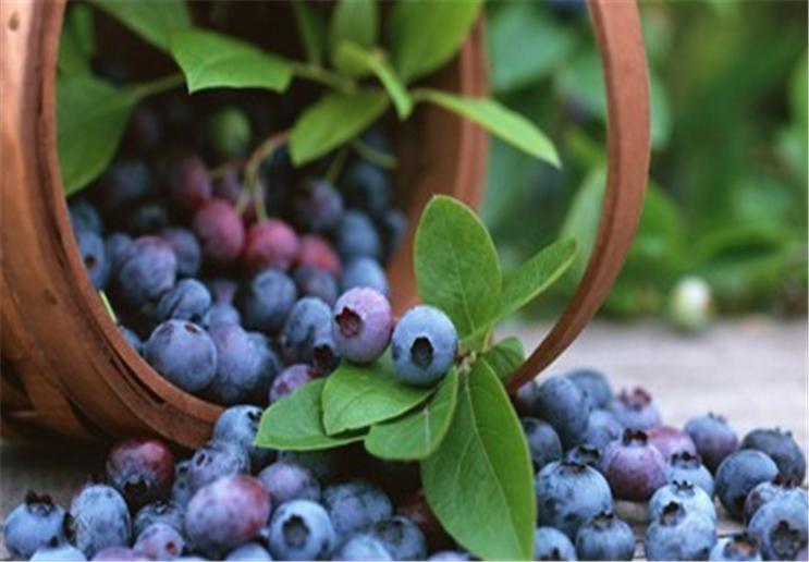 蓝莓泡几分钟可以消除果蝇,防治蓝莓果蝇的特效药