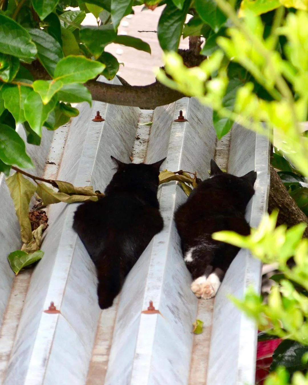 猫咪在地上蜷缩翻滚,猫咪在屋顶的视频