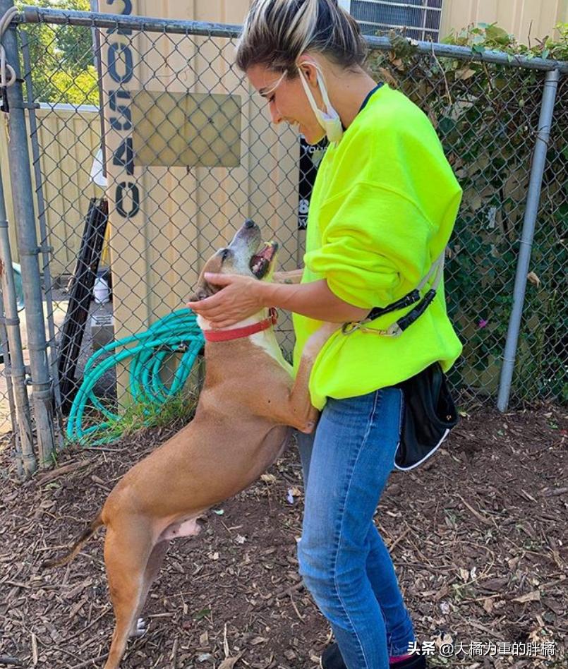 比特犬收容所关卡,比特犬被主人遗弃的后续