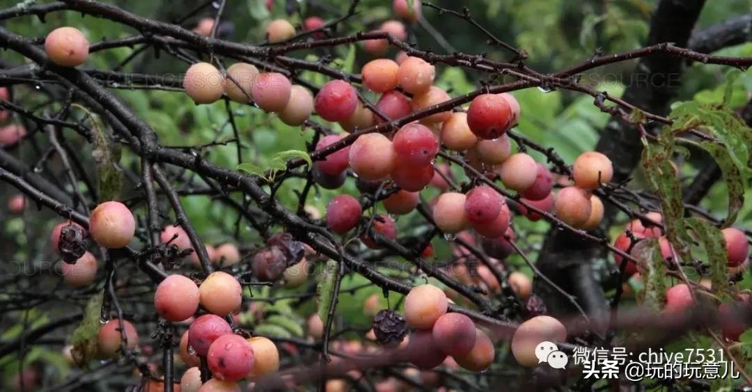 京巴狗与西藏狗,京巴犬和西班牙獒