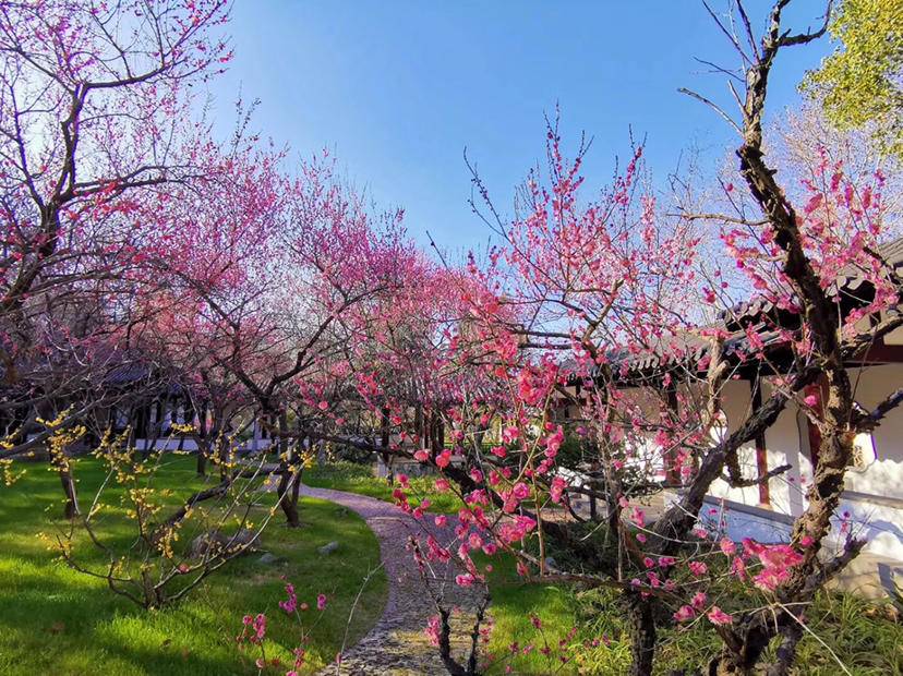 南京梅山和梅花山,南京梅花山第一梅山高清大图