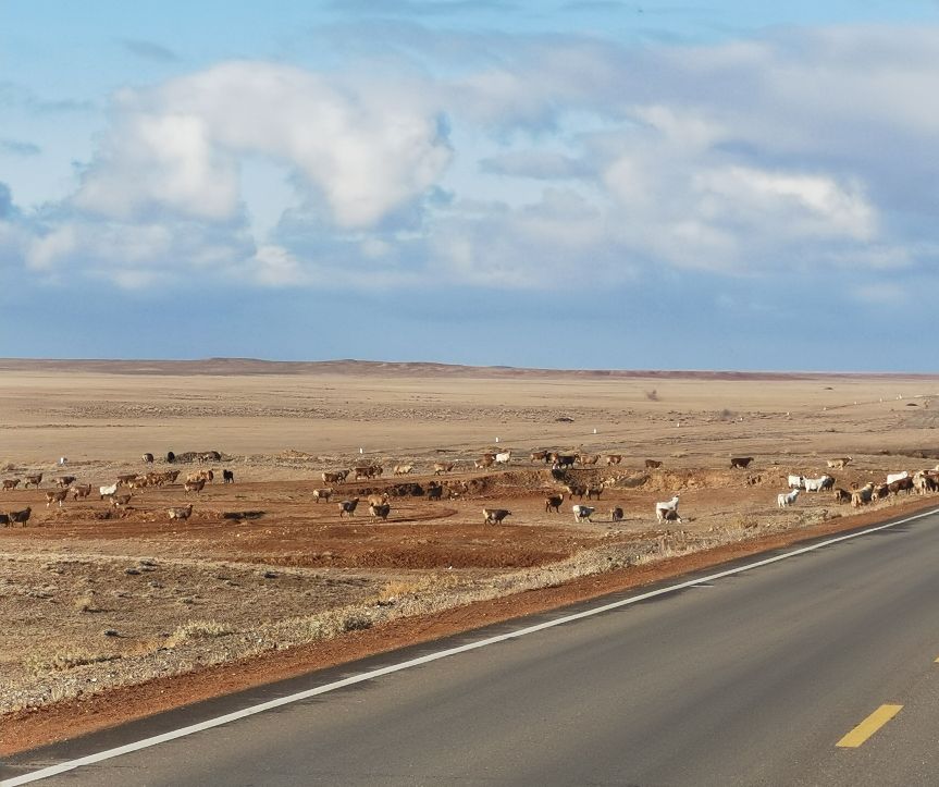 【跋涉边境亲吻祖国】58、奇台:红花似火的边境县…