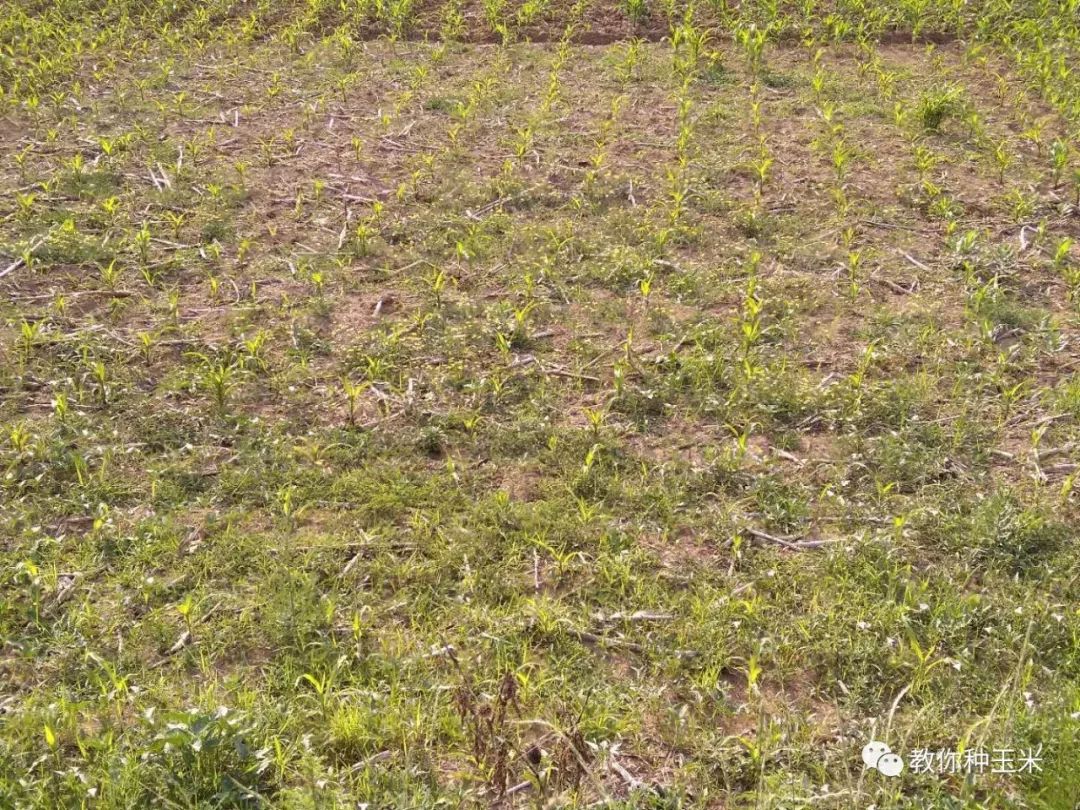 玉米苗叶片有黄条,玉米苗叶片发白原因及防治方法