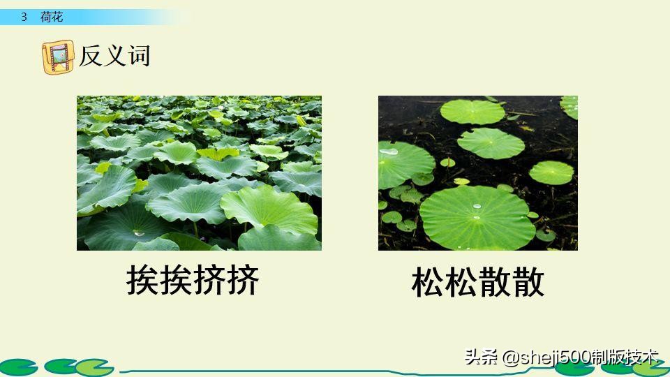 部编版三年级下册语文3荷花讲解,三年级下册部编语文荷花教学视频