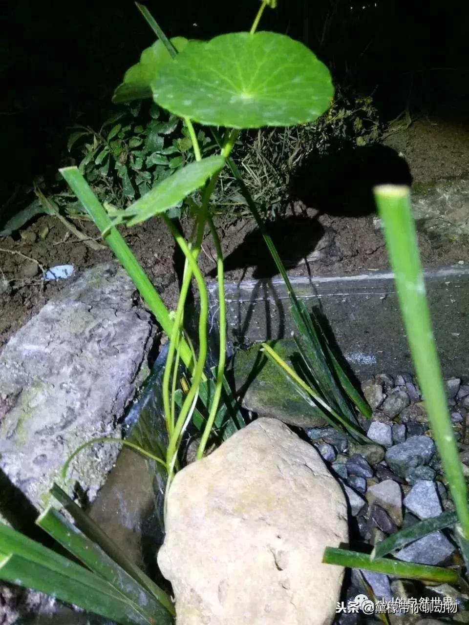 丛林造景黄缘龟池设计图大全,龟宝宝黄缘龟生态缸造景教程