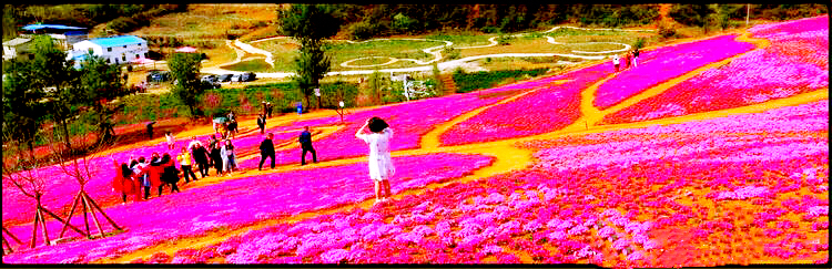 河北芝樱丛生福禄考种植基地,上海芝樱丛生福禄考报价