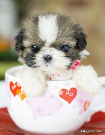 茶杯犬的痛苦,茶杯犬到底有多痛苦