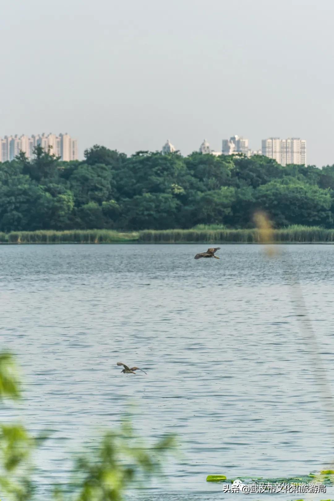 蔡甸区游玩,蔡甸在哪里