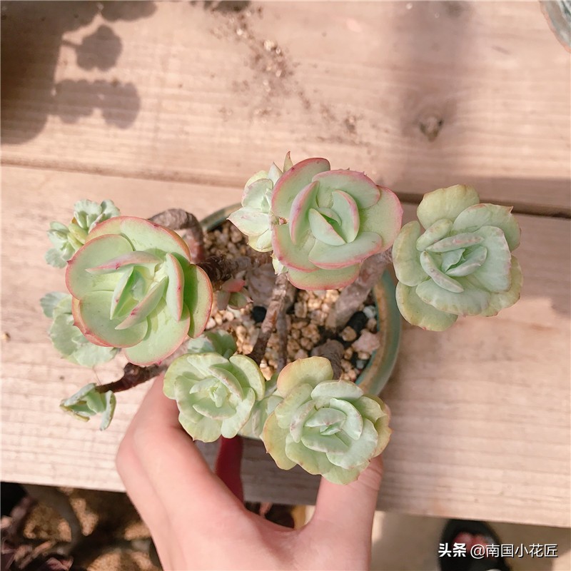多肉回老家,多肉回爷爷家