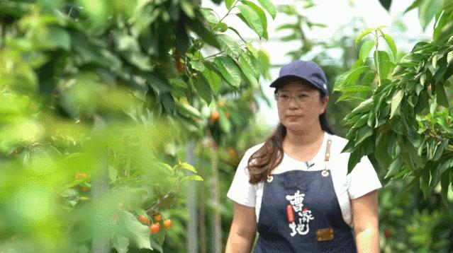 大连曹家地大樱桃,大连曹家地村的樱桃