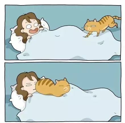 沙雕猫片，笑到床塌！自从做了卑微的铲屎官，比一个人时刺激多了