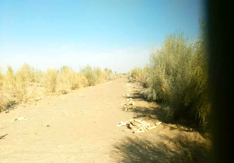 肉苁蓉沙漠植物,沙漠里有没有和肉苁蓉相似的东西