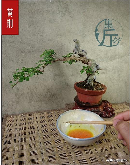 盆景初学入门技巧教程,初学盆景入门基础图解