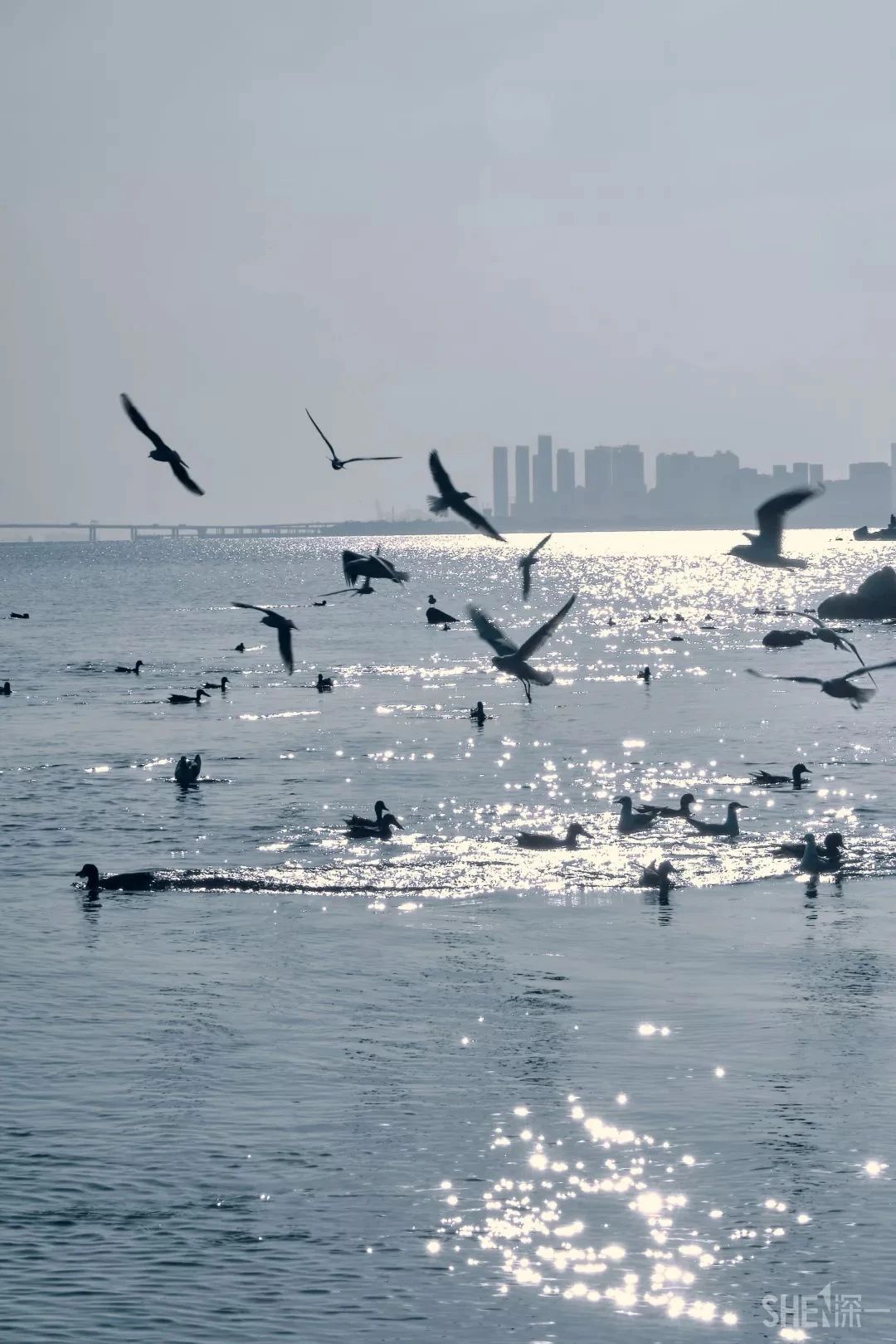 去深圳免费游玩的10个地方,深圳免费游玩景点推荐