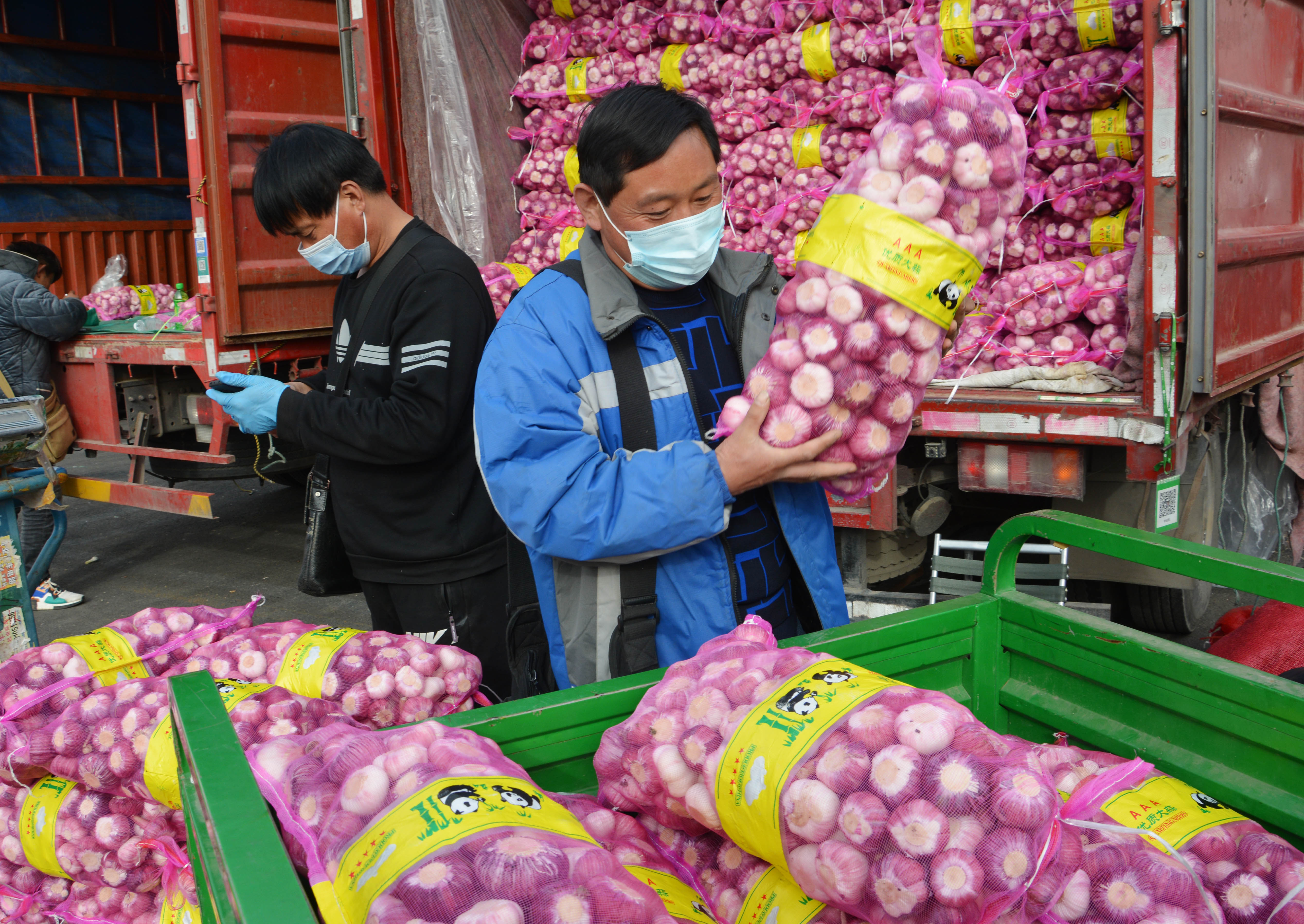 大蒜蒜苔行情分析,新蒜苔批发