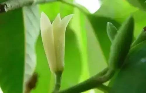 全国56个城市市花一览,56个市的市花