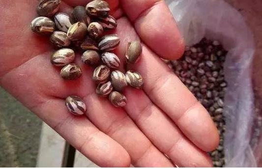 十大常见害虫,农村常见的一种害虫如今价值不菲