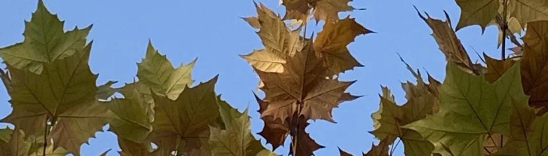 喜鹊叫喳喳,喜鹊叫喳喳下句