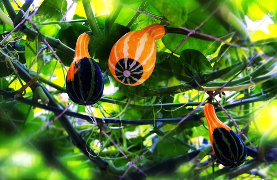 扫落叶的诗句,扫落叶优美诗句