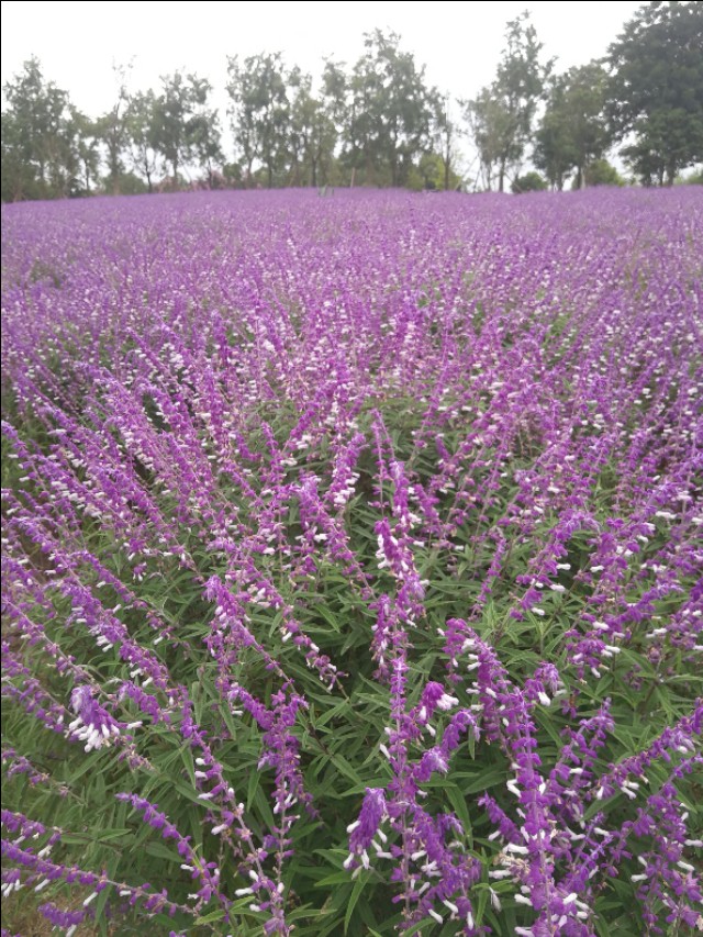 上海浦东周浦镇,上海浦东小镇