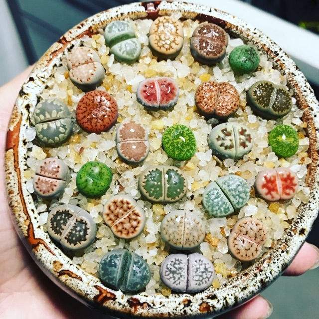 多肉植物石花养护方法,多肉植物生石花