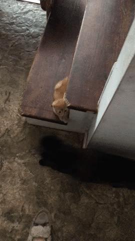 狗子搞笑gif,足球搞笑gif动图