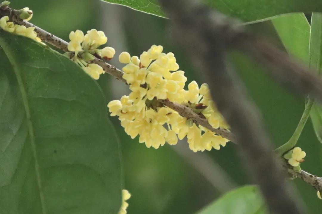 秋分来了，今天有个重要的节日！杭州何时入秋？警惕“秋老虎”
