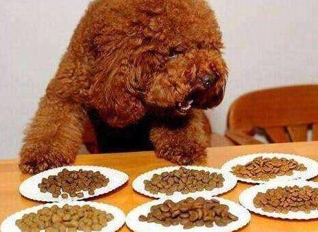 狗狗发情不用慌,这几点,铲屎官一定要做好