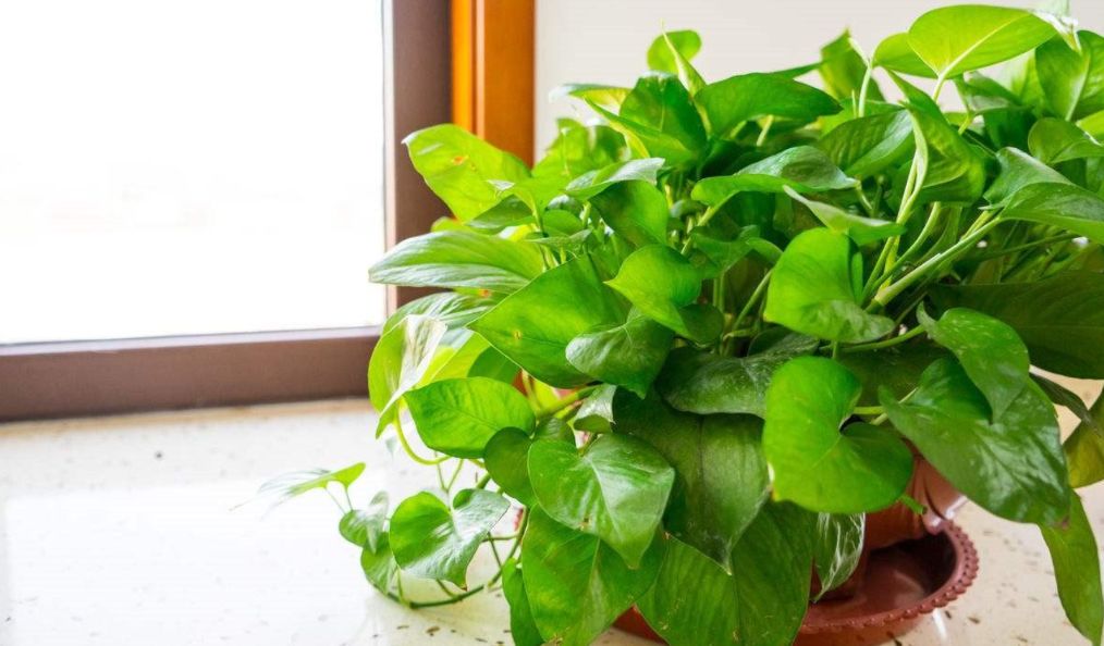 绿萝的叶片出现黑斑,做好这几点,轻松恢复生机