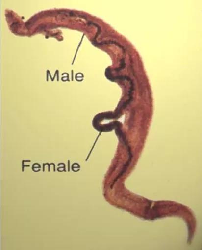 卫生部门应对河南洪水,国家卫生健康委发布洪水灾害