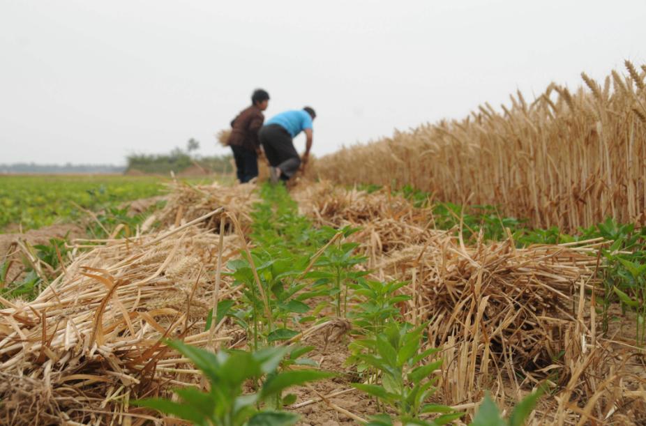 诗歌的收获,有关收麦子的古诗词有哪些