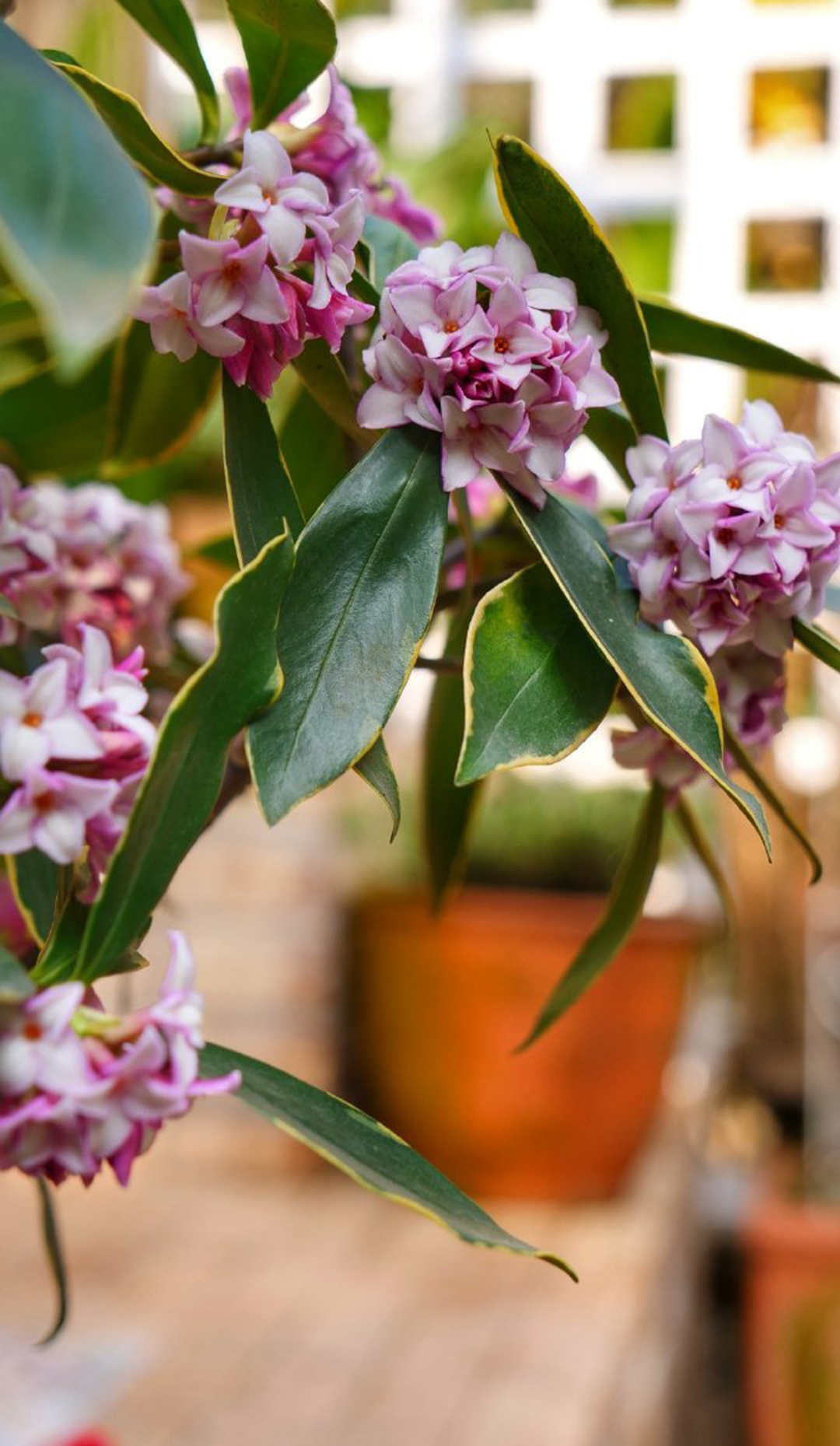 新年最红最火最旺的年宵花,春节临近年宵花热销